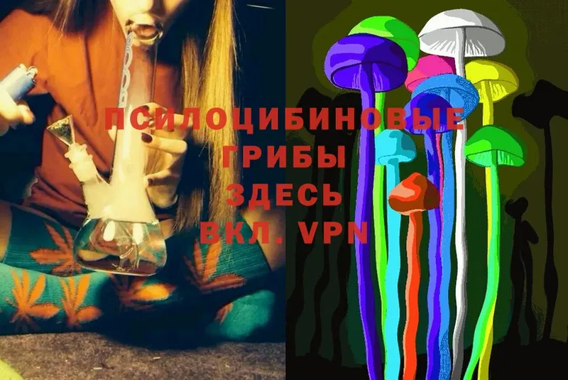 Галлюциногенные грибы Psilocybine cubensis  где продают   Сертолово 